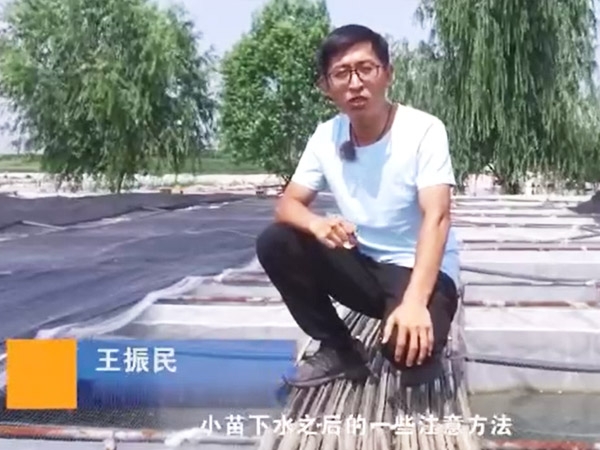 CA88小苗下水后的注重和操作