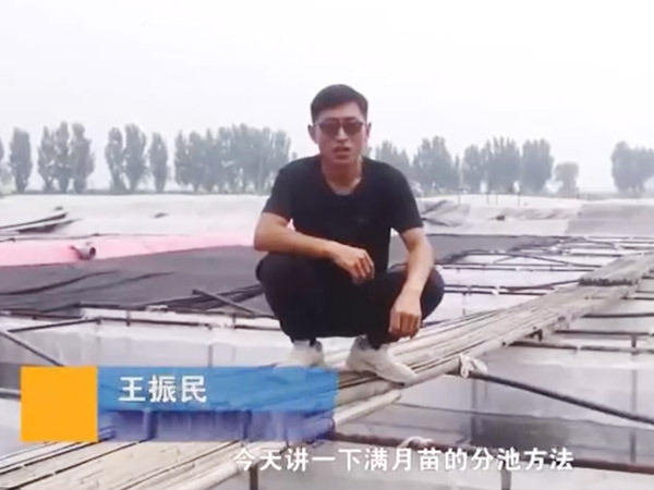 CA88满月苗的分池要领