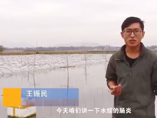 CA88胀气型肠炎爆发纪律及防治要领