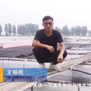 CA88满月苗的分池要领