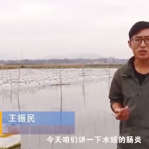 CA88胀气型肠炎爆发纪律及防治要领